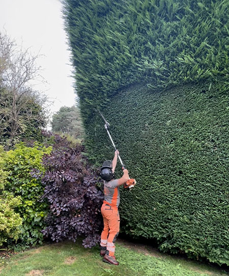 TREE TRIMMING HEDGE TRIMMING